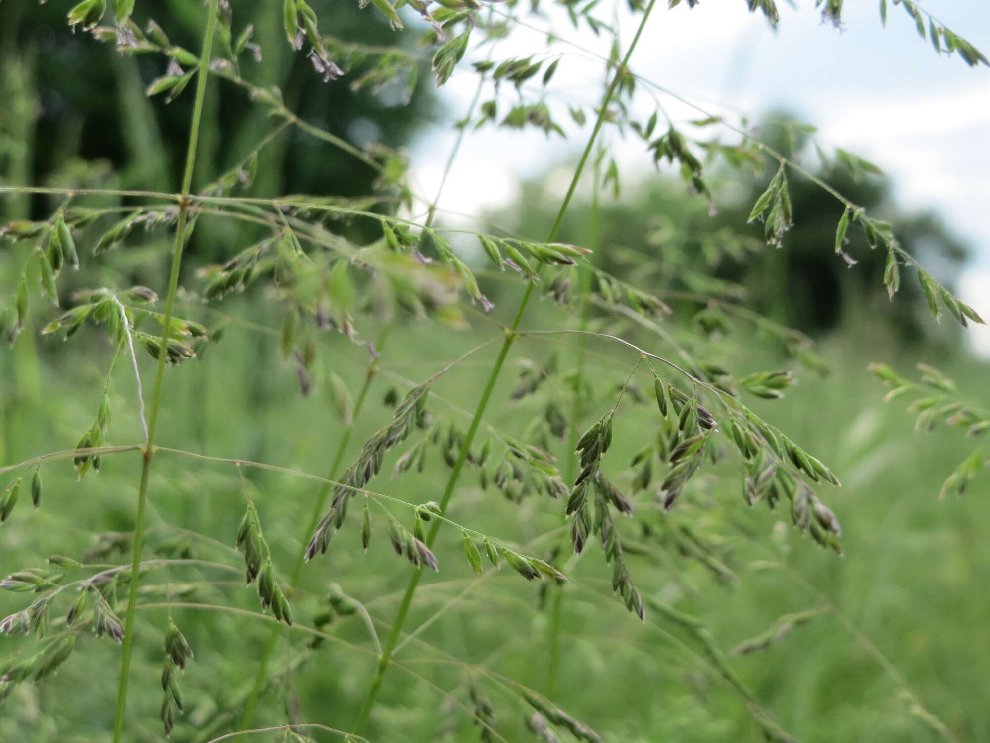 Image of rough bluegrass