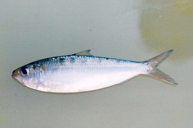 Imagem de Sardinella gibbosa (Bleeker 1849)