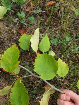 Sivun Crataegus holmesiana Ashe kuva