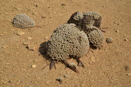 Image of Steamboat buckwheat