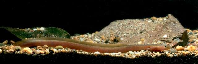 Image of African Mottled Eel