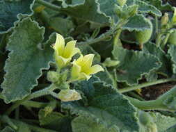 Image of squirting cucumber