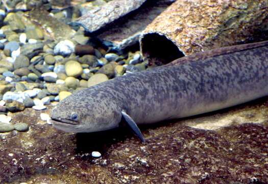 Image of Giant Long-finned Eel