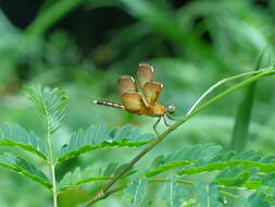 Image of Neurothemis terminata Ris 1911