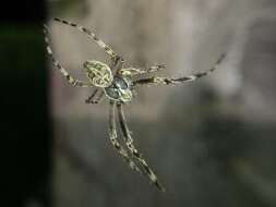 Image of Gray Cross Spider