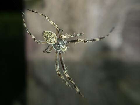 Image of Gray Cross Spider