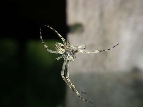 Image of Gray Cross Spider