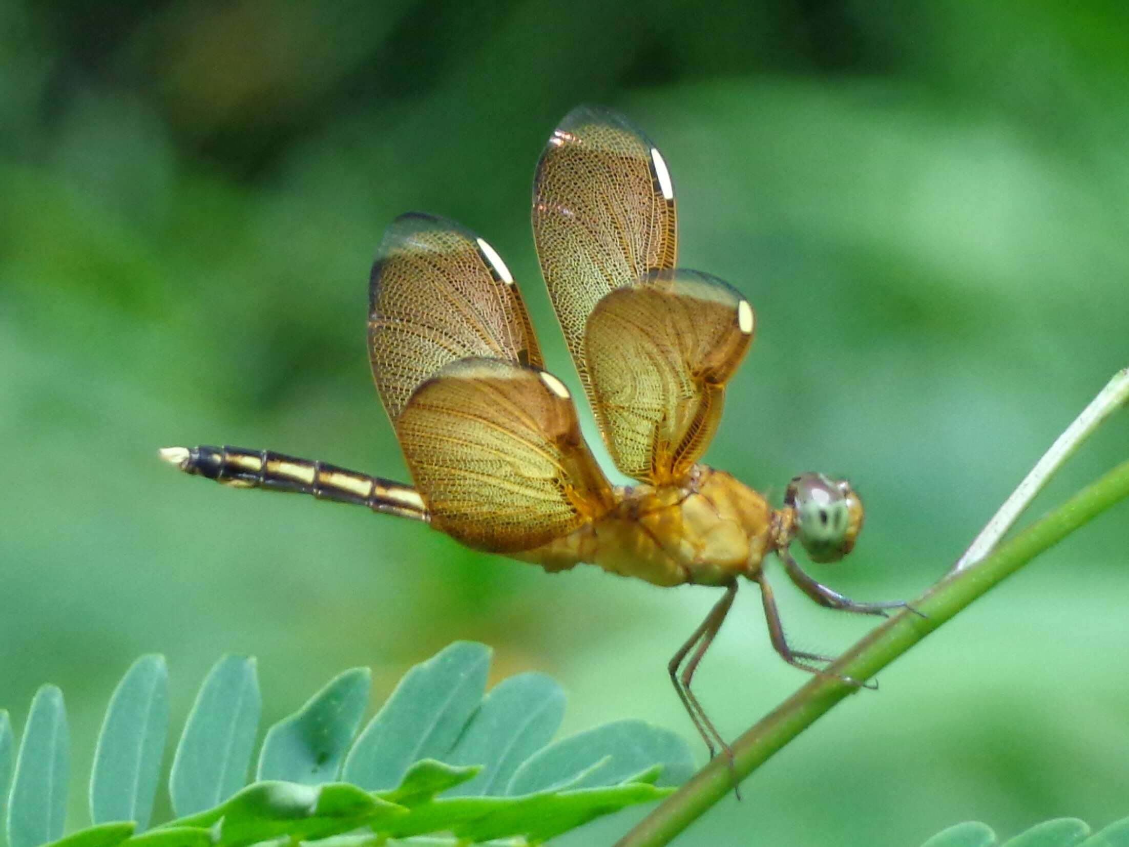 Image of Neurothemis terminata Ris 1911