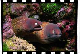 Image of Greyface moray