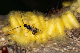 Image of Parasitoid wasp