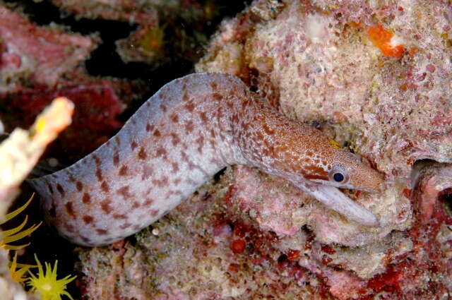 Image of Bar-tail moray