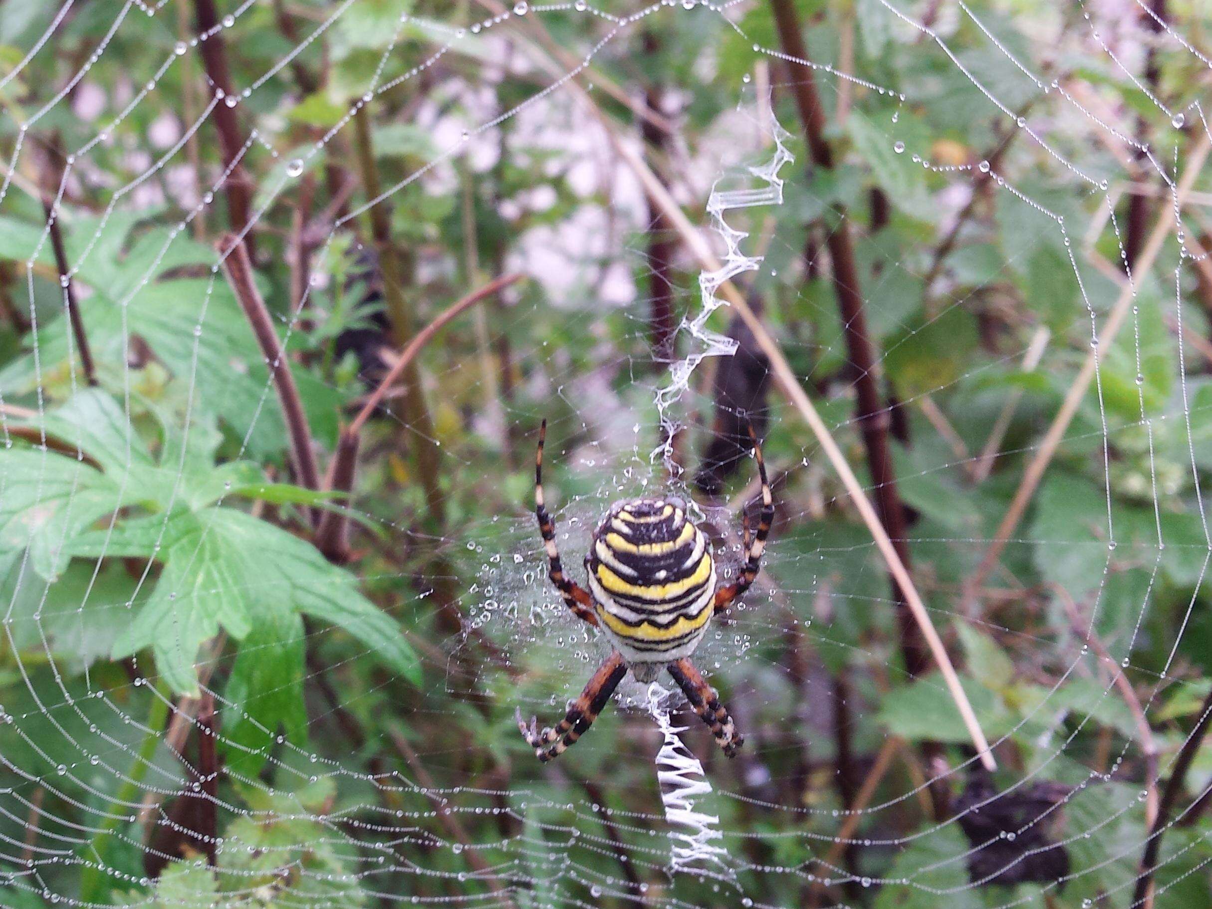 Image of Barbary Spider