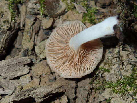 Image of Crepidotus nyssicola (Murrill) Singer 1973