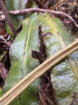 Image de Elaphoglossum paleaceum (Hook. & Grev.) Sledge