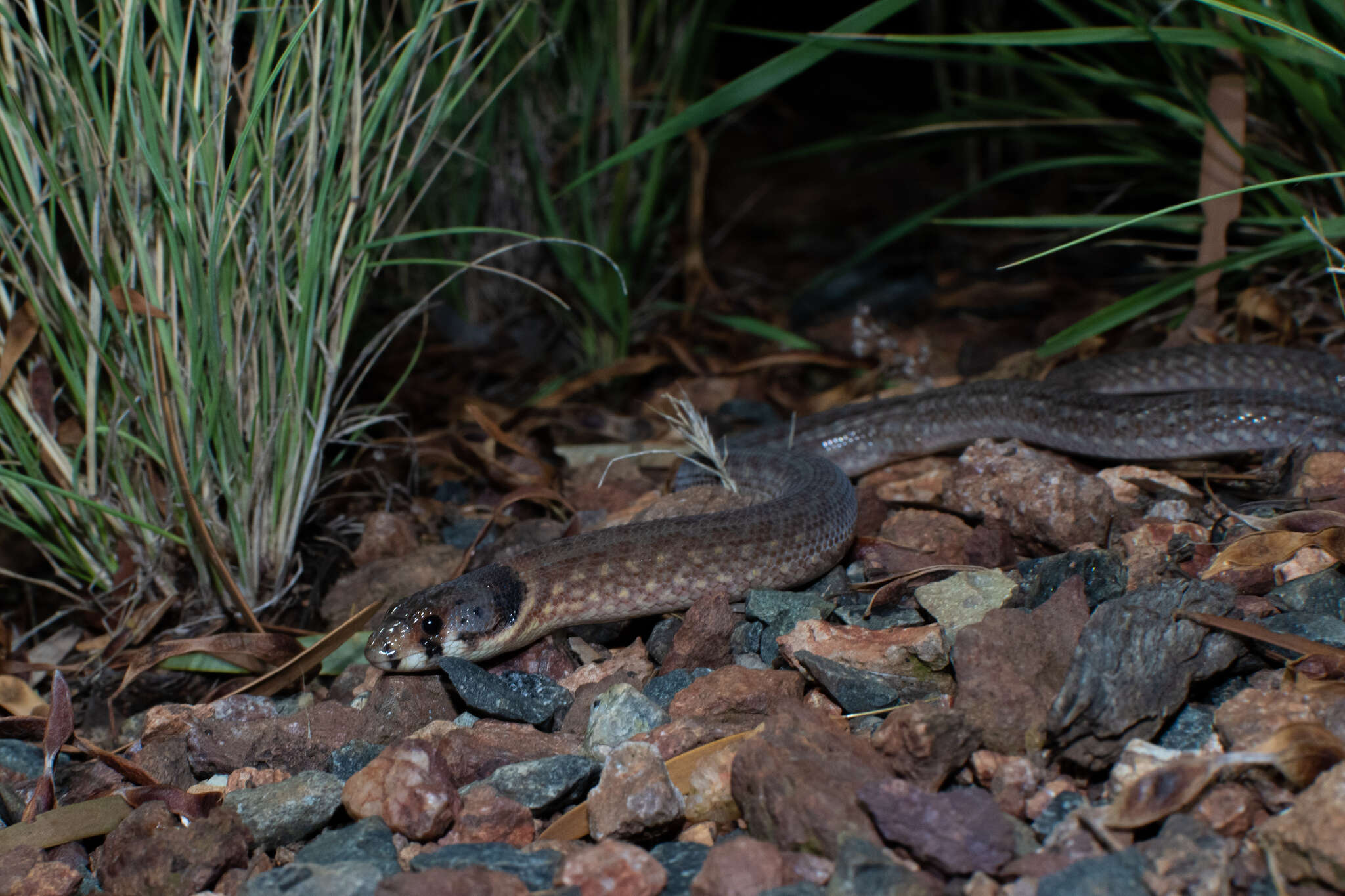 Image of Black-headed Scaly Foot