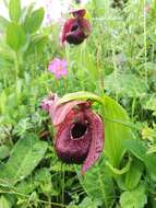 Image of Tibetian Cypripedium