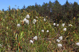 Imagem de Rhododendron tomentosum (Stokes) Harmaja