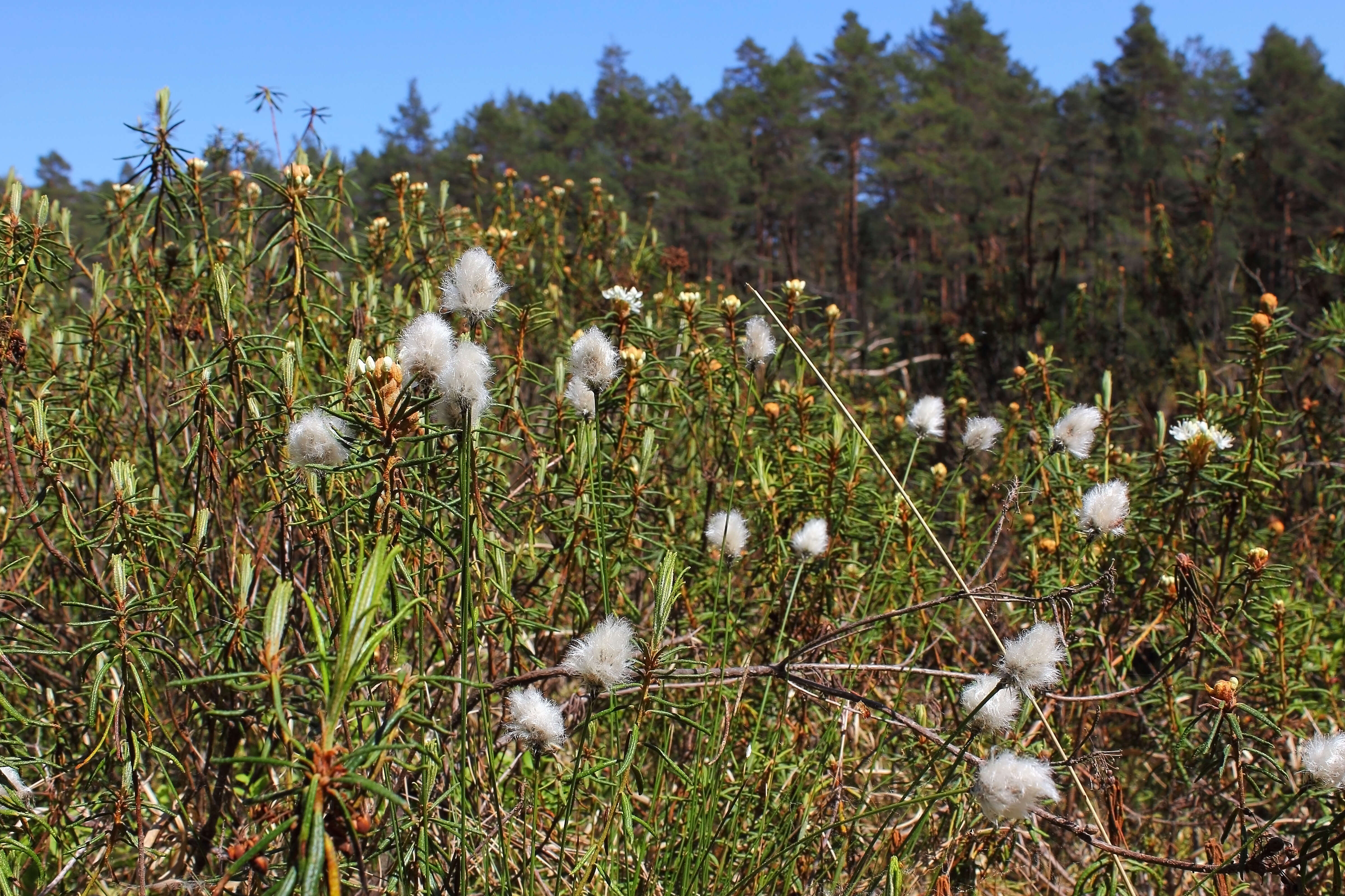 Imagem de Rhododendron tomentosum (Stokes) Harmaja