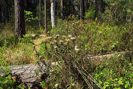 Imagem de Rhododendron tomentosum (Stokes) Harmaja