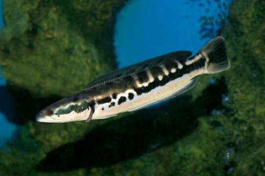 Image of Giant Snakehead