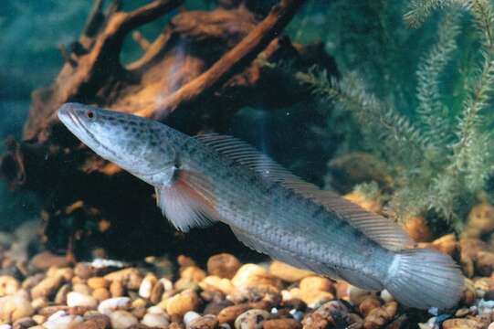 Image of Asian Snakehead