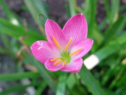 Zephyranthes rosea Lindl. resmi