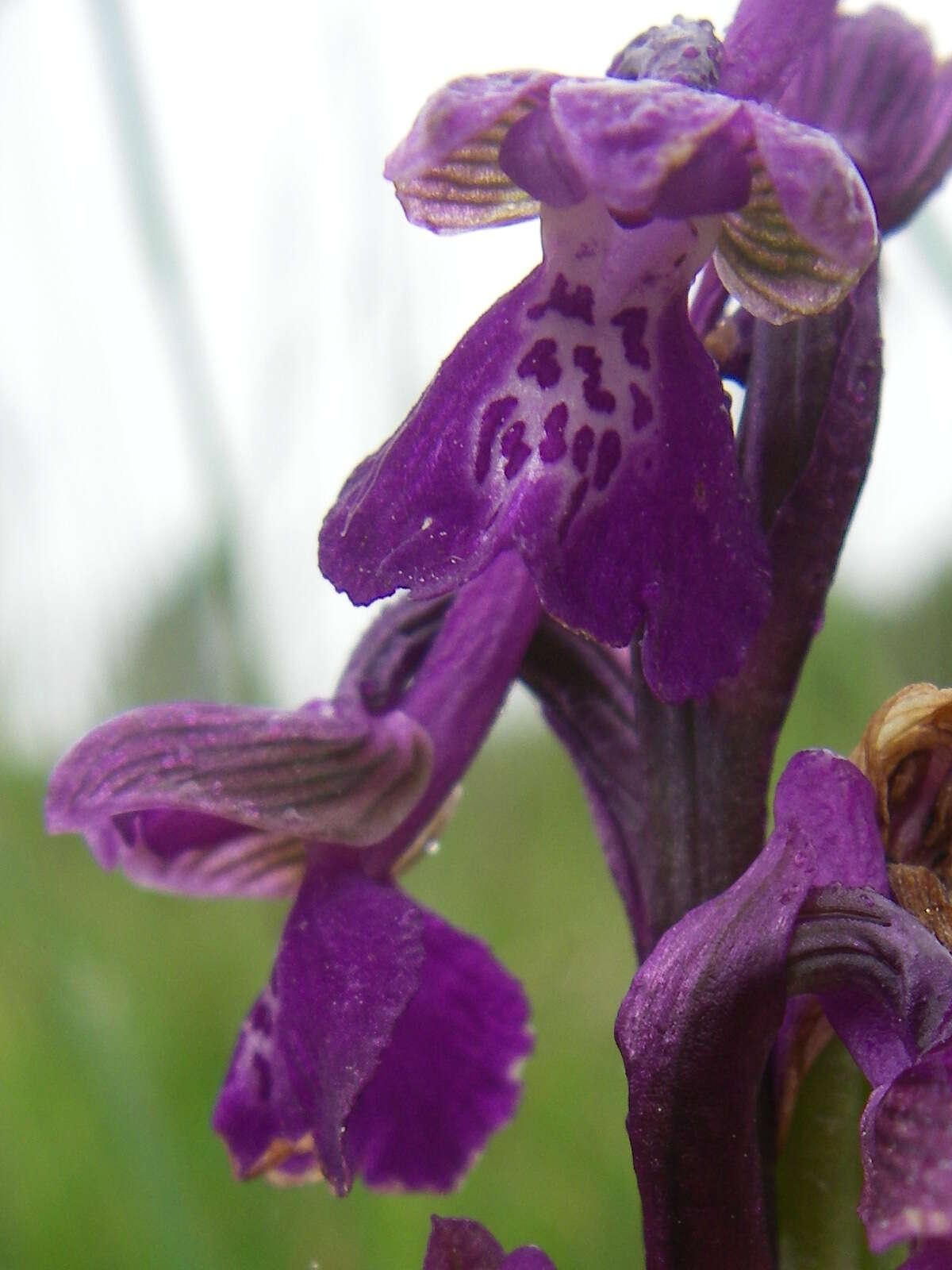 Image of Green-winged Orchid