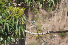 Image of Todiramphus sanctus canacorum (Brasil & L 1916)