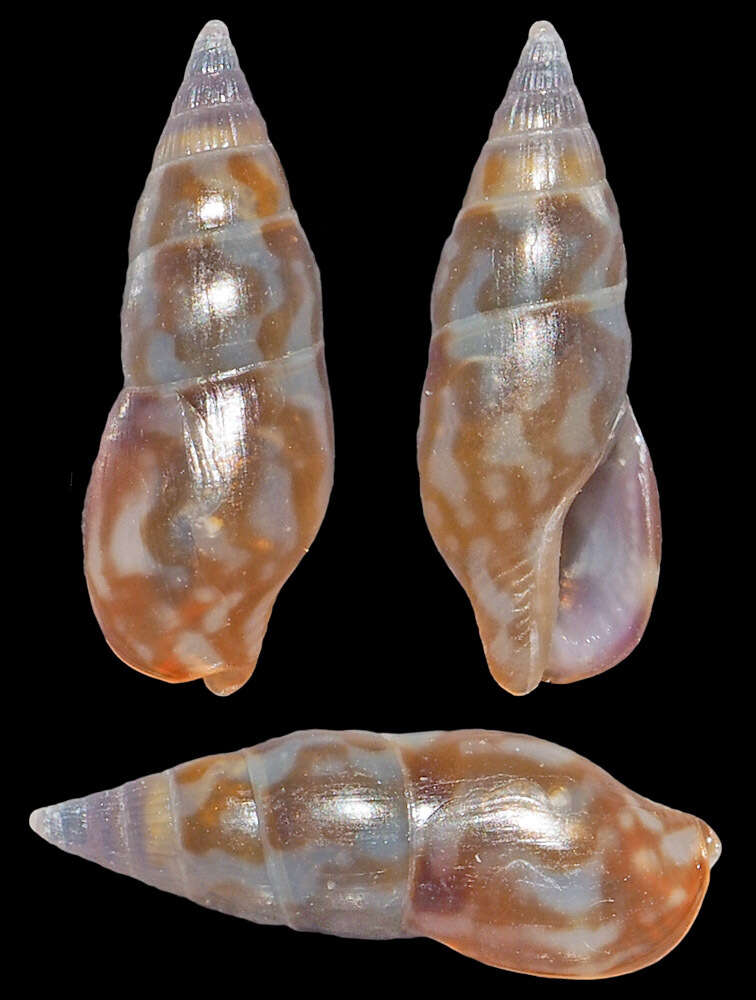 Image of Metanachis Thiele 1924