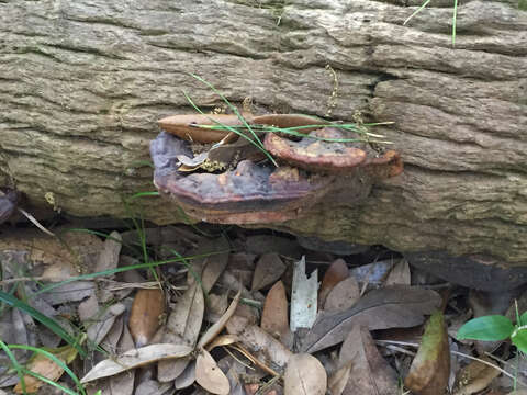 Image of Ganoderma sessile Murrill 1902