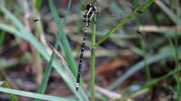 Image of Choristhemis Tillyard 1910