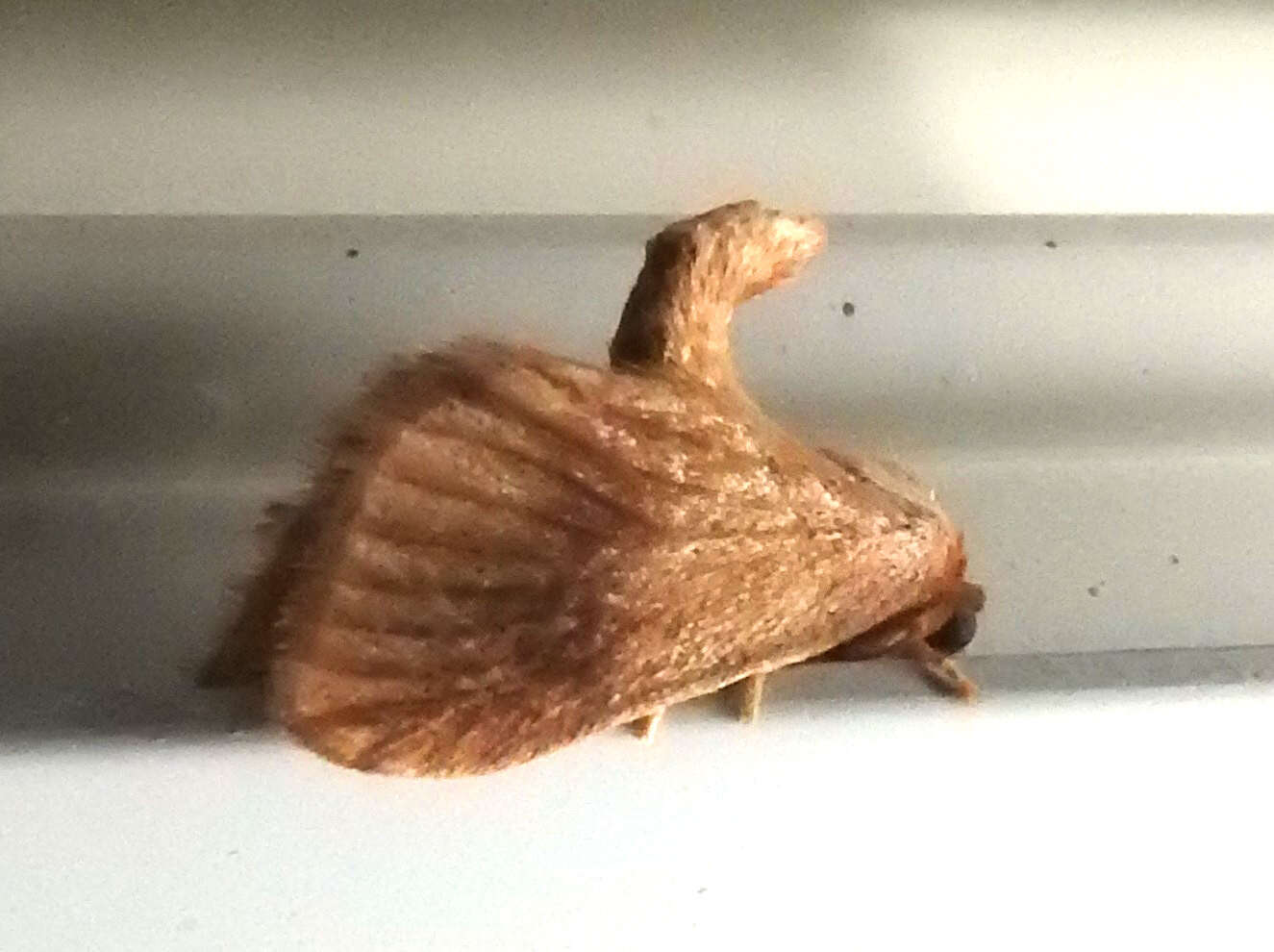 Image of Warm-chevroned Moth