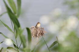 Plancia ëd Prinia inornata flavirostris (Swinhoe 1863)