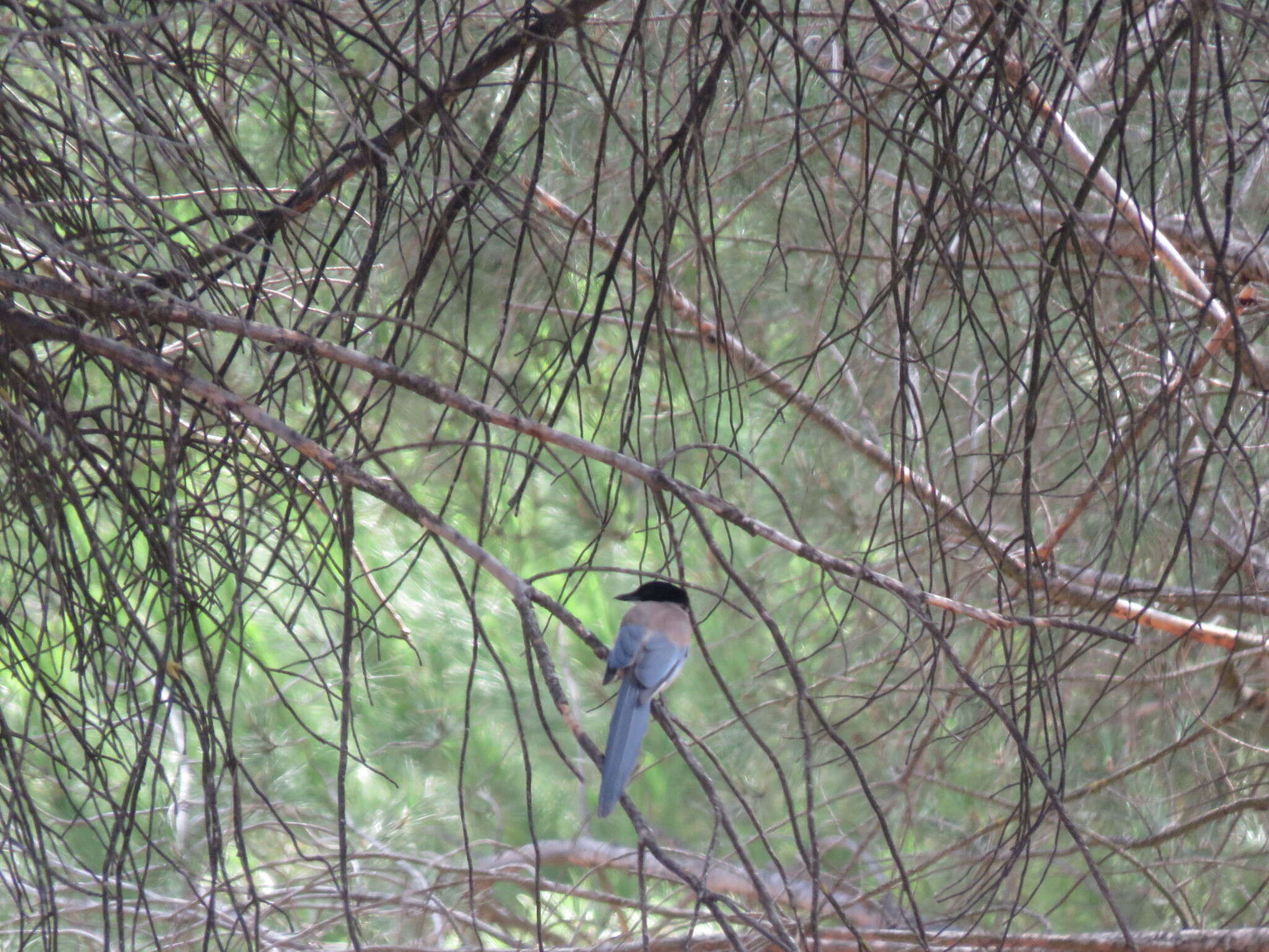 Image of Iberian Magpie