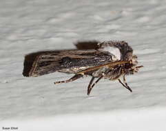 صورة Agrotis venerabilis Walker 1856