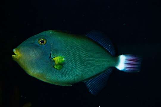 Image of Pinktail triggerfish