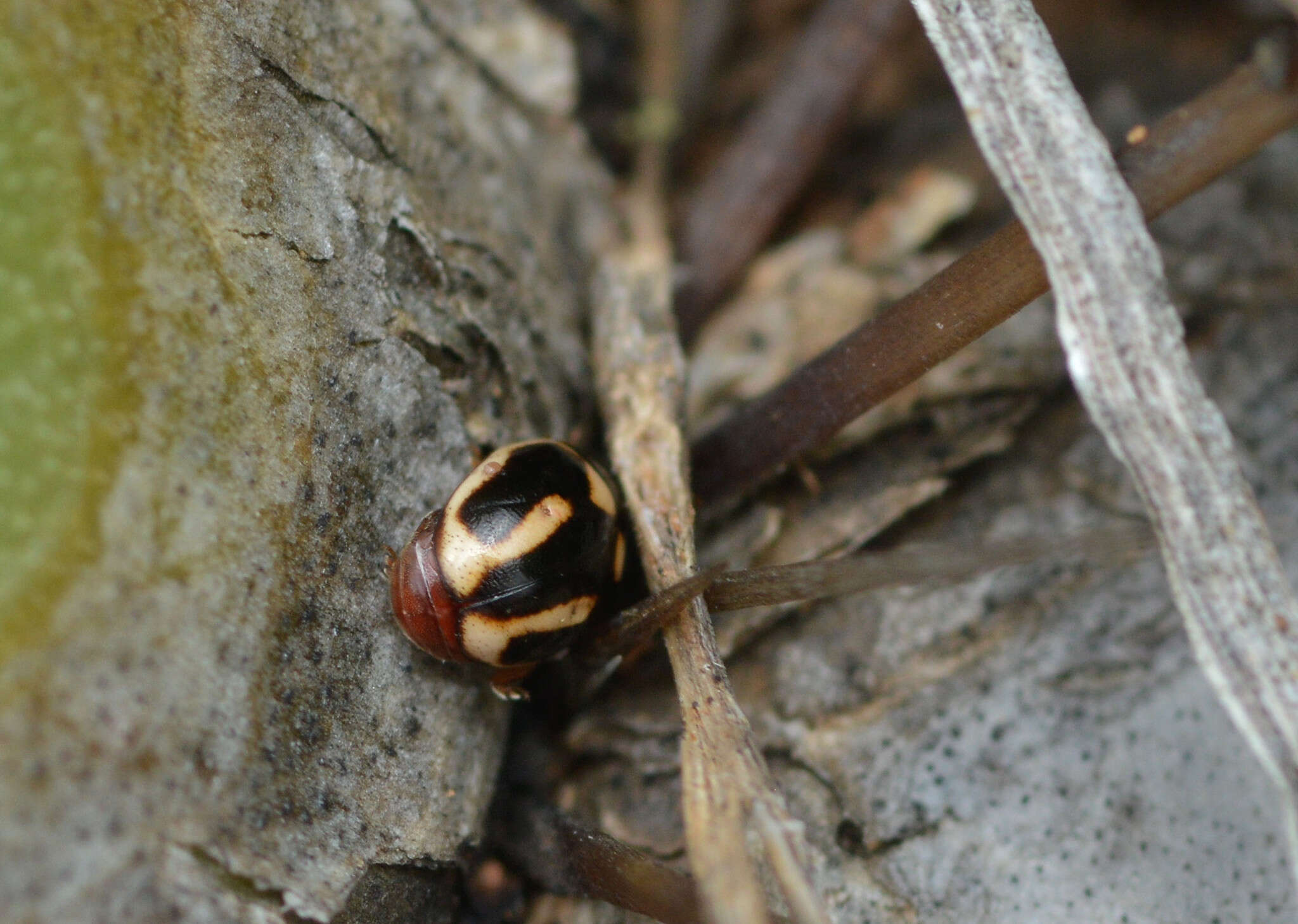 Imagem de Hyperaspis trifurcata Schaeffer 1905