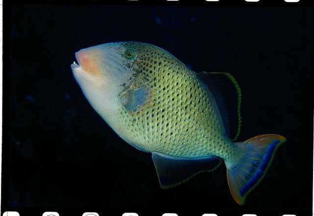 Image of Yellowmargin triggerfish