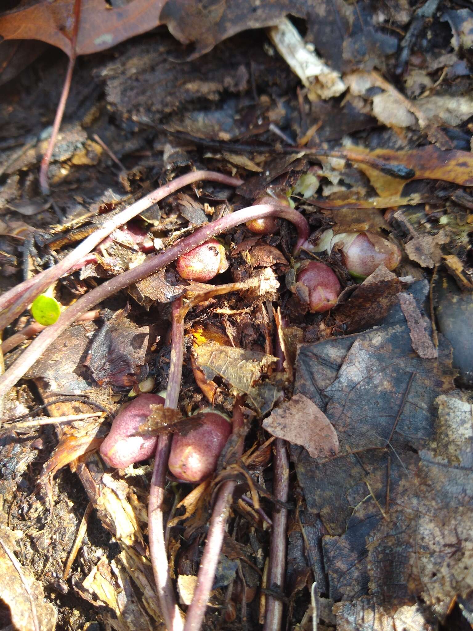 Image of North Fork heartleaf