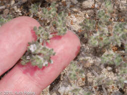 Image of Tiquilia paronychioides (Phil.) A. Richardson