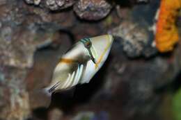 Image of Lagoon triggerfish