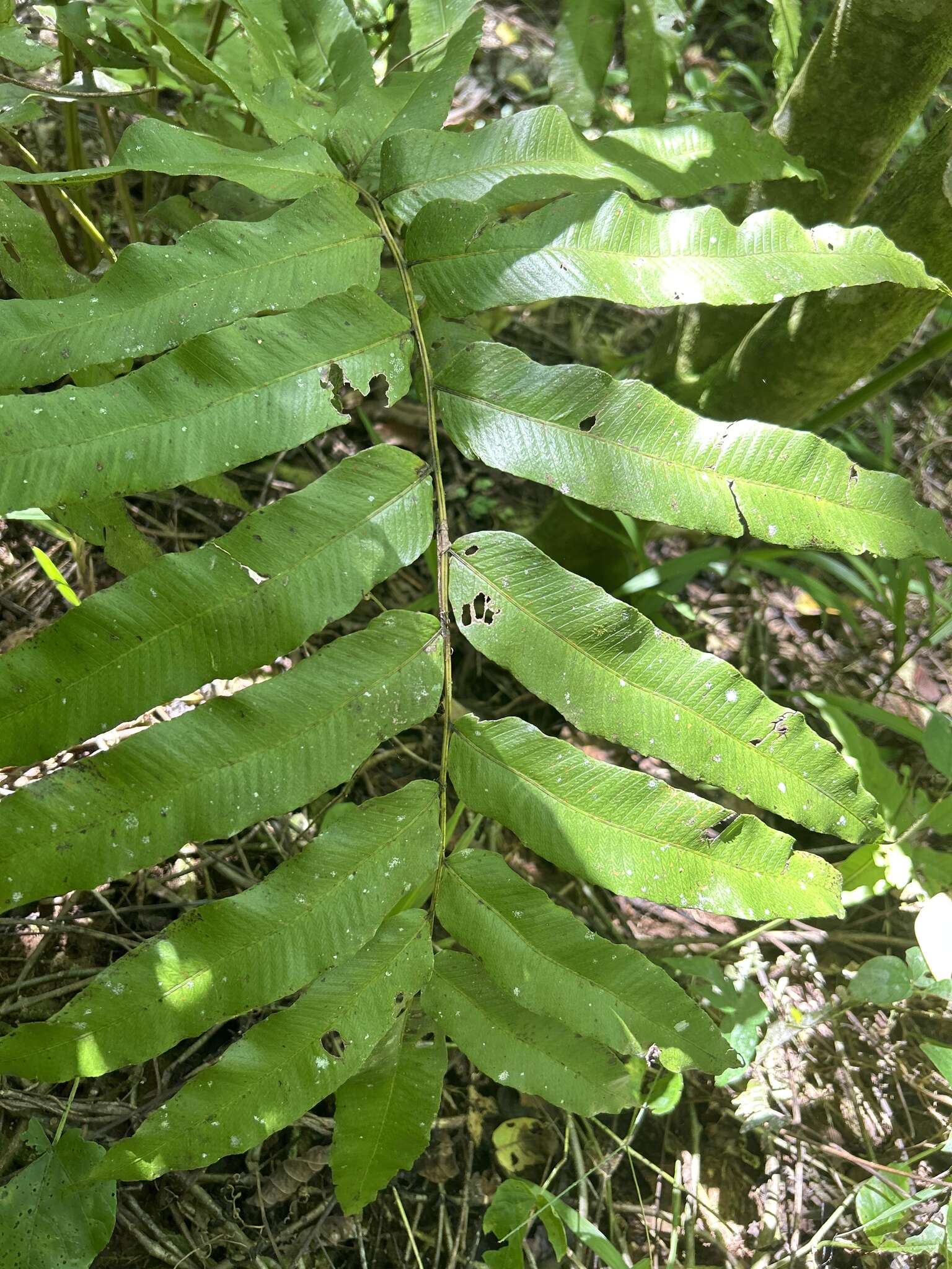 Слика од Meniscium reticulatum (L.) Sw.