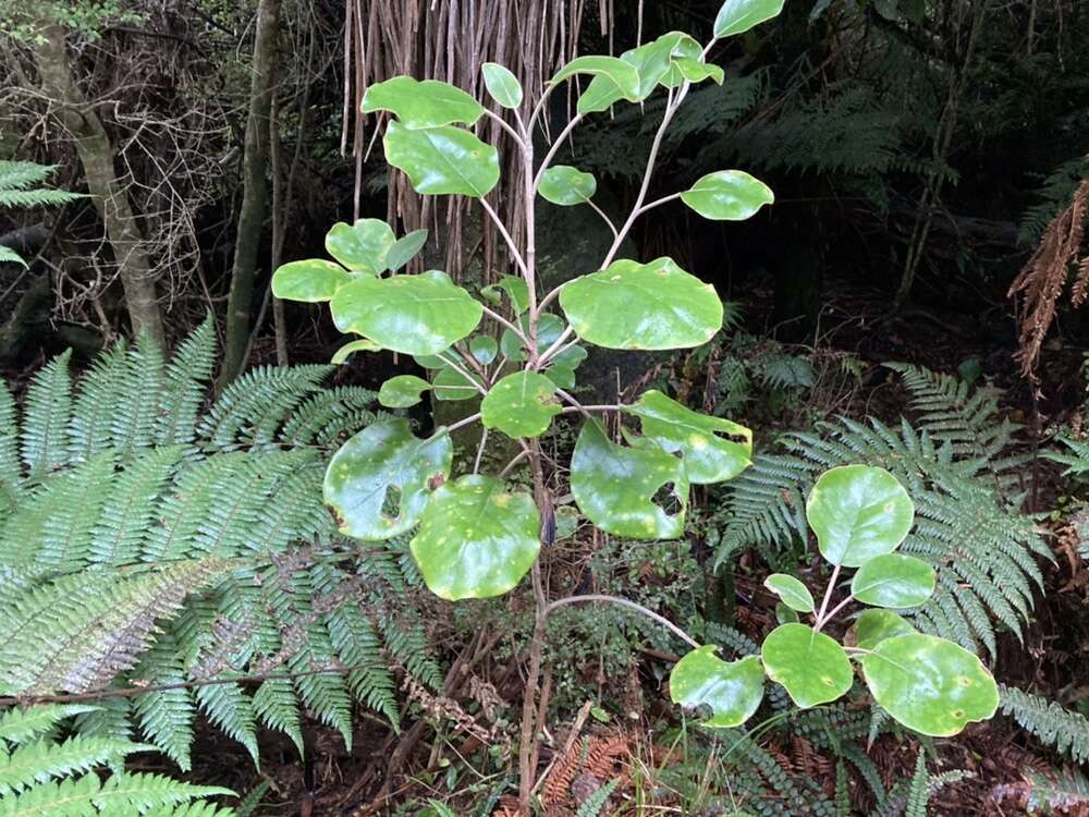 Image de <i>Brachyglottis <i>rotundifolia</i></i> var. rotundifolia