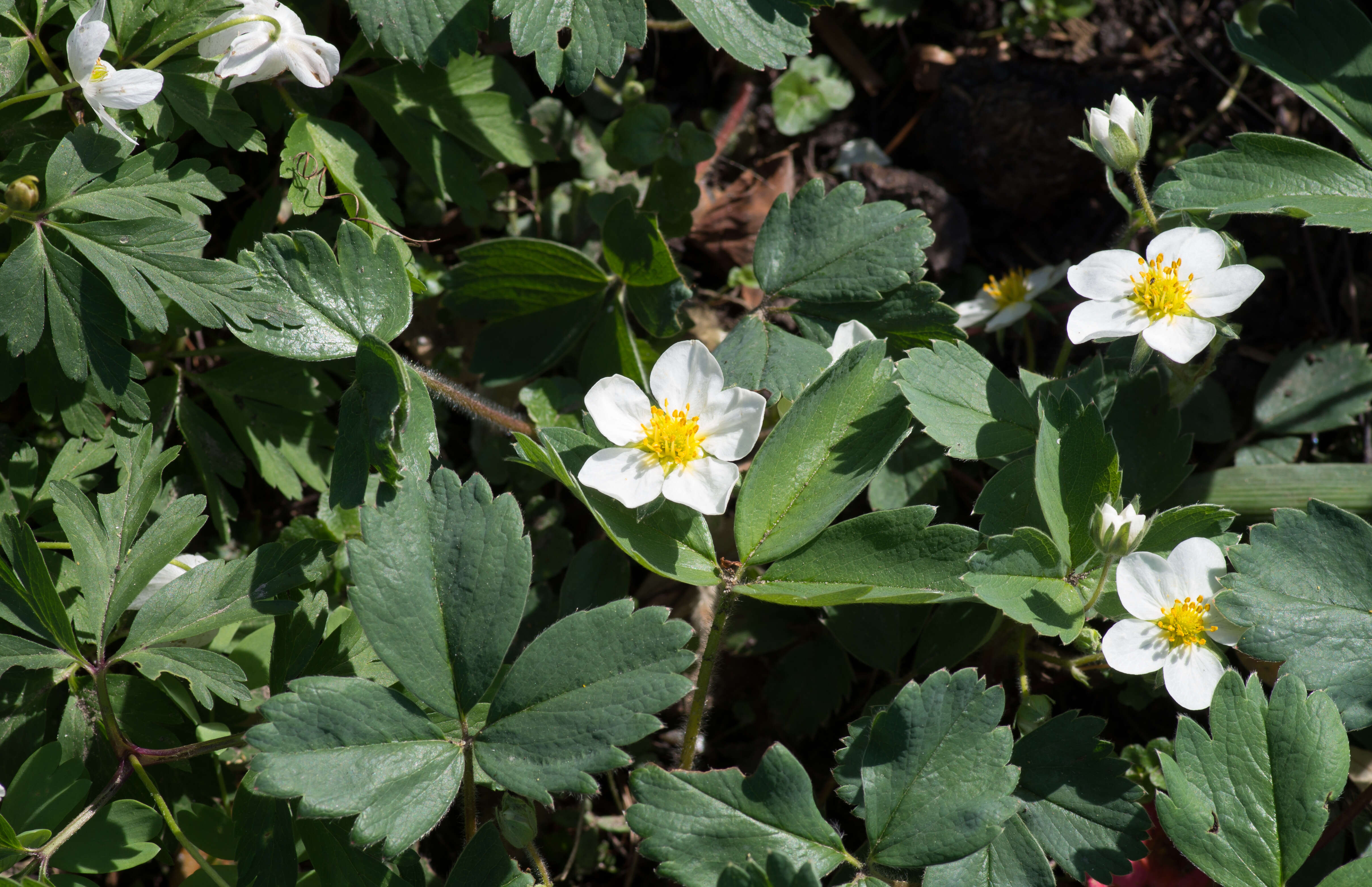 Image of beach strawberry