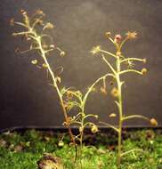 Image of Drosera banksii R. Br. ex DC.