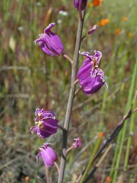 Image of most beautiful jewelflower