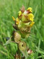 Image of Yellow rattle