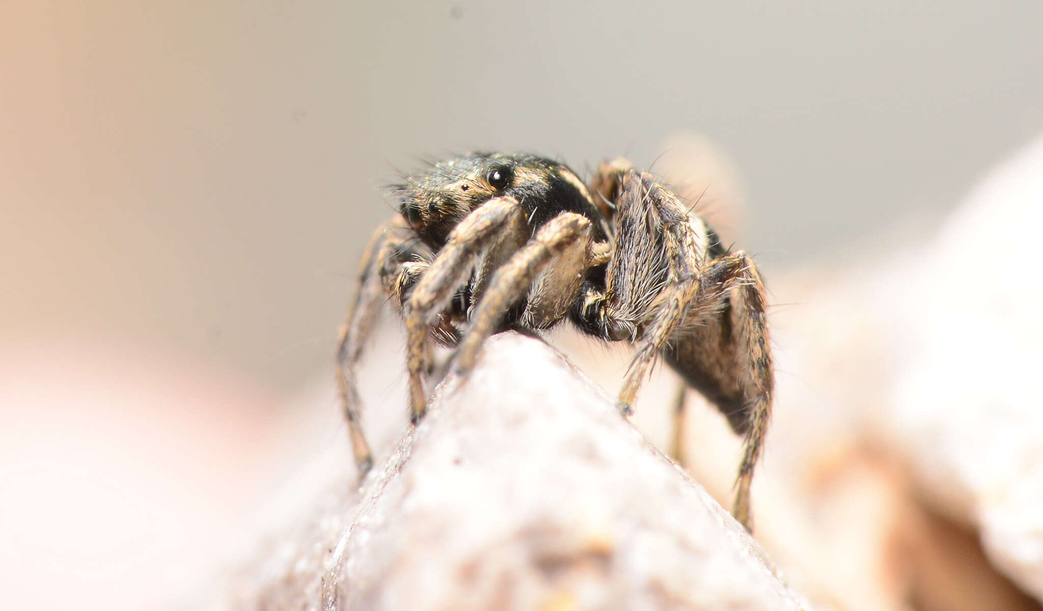 صورة Habronattus borealis (Banks 1895)