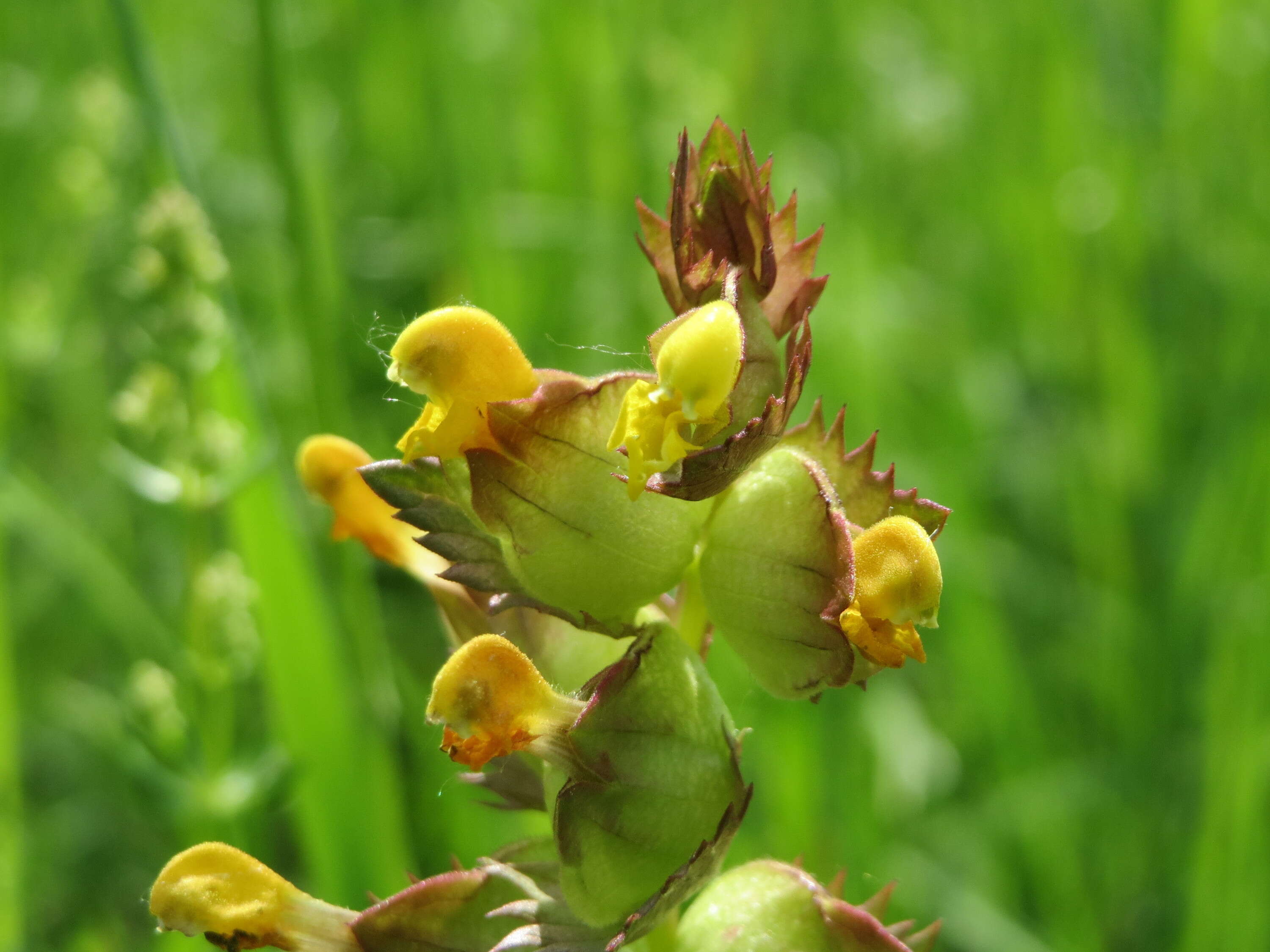 Image of Yellow rattle