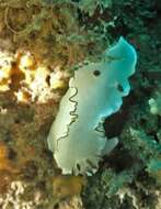 Image of Glossodoris angasi Rudman 1986